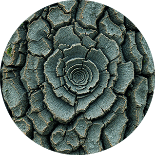 Écorce, Spirale de Fibonacci, The Work of Byron Katie